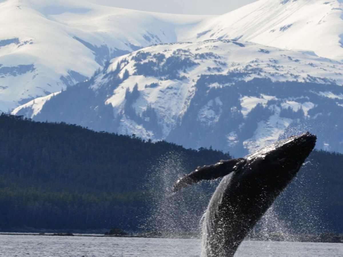 whale