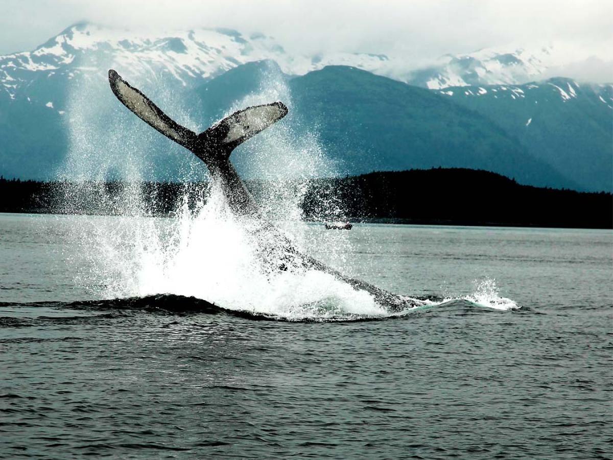 whale