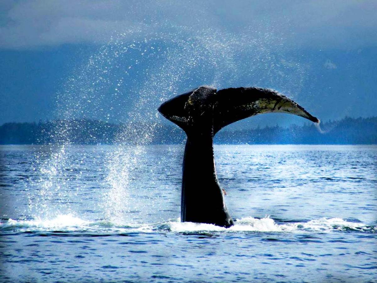 whale