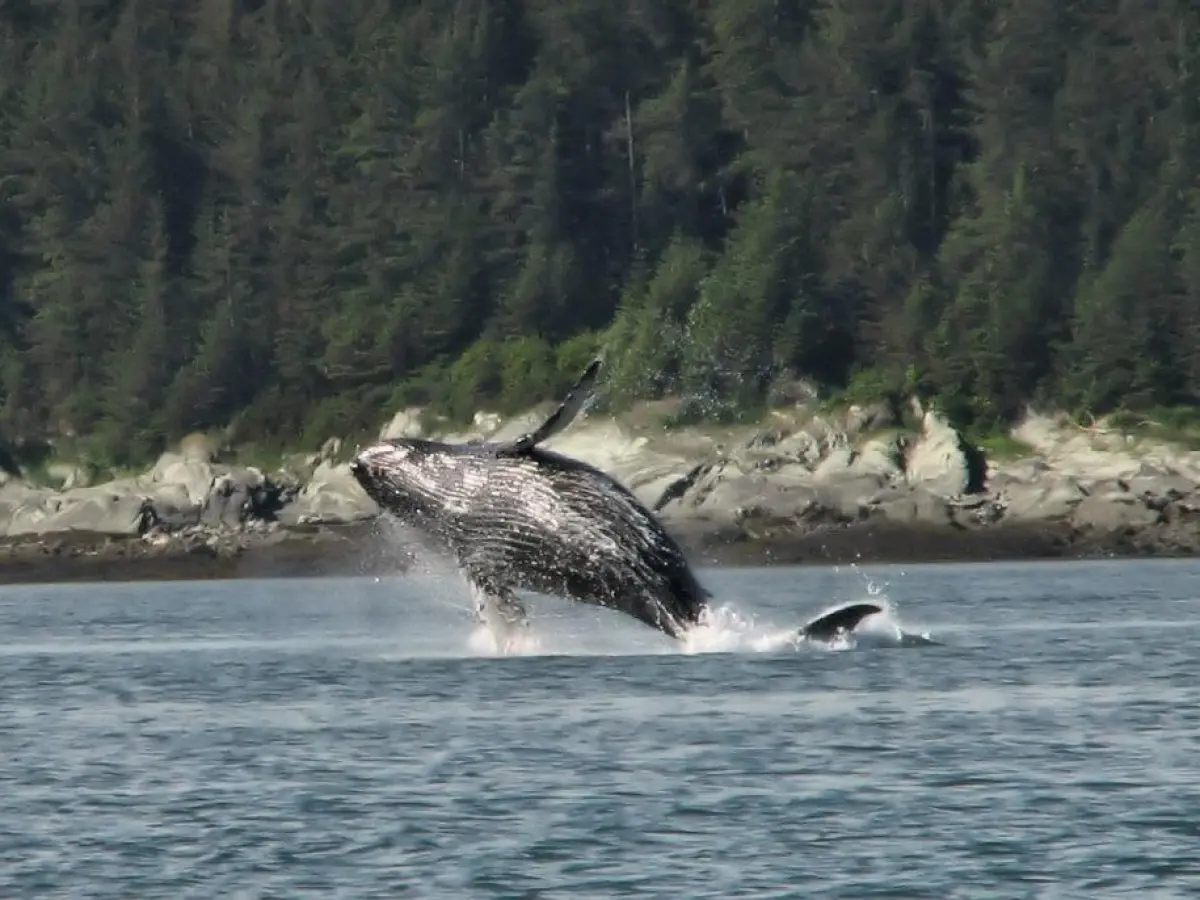 Whale