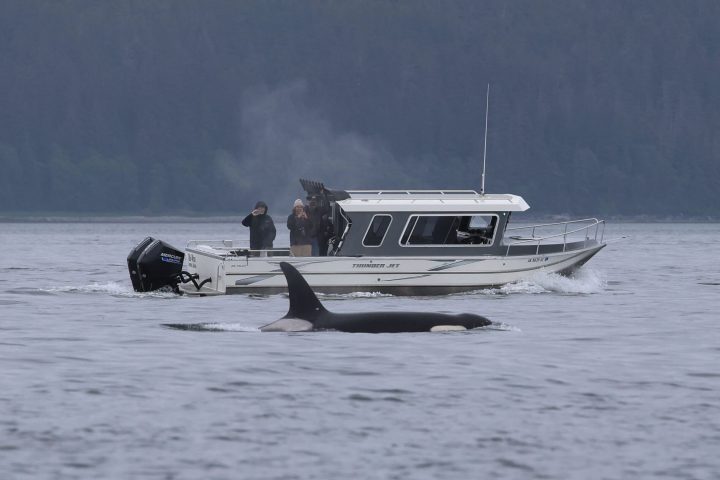 People on a boat observe an orca swimming in a calm sea with misty forest in the background.
