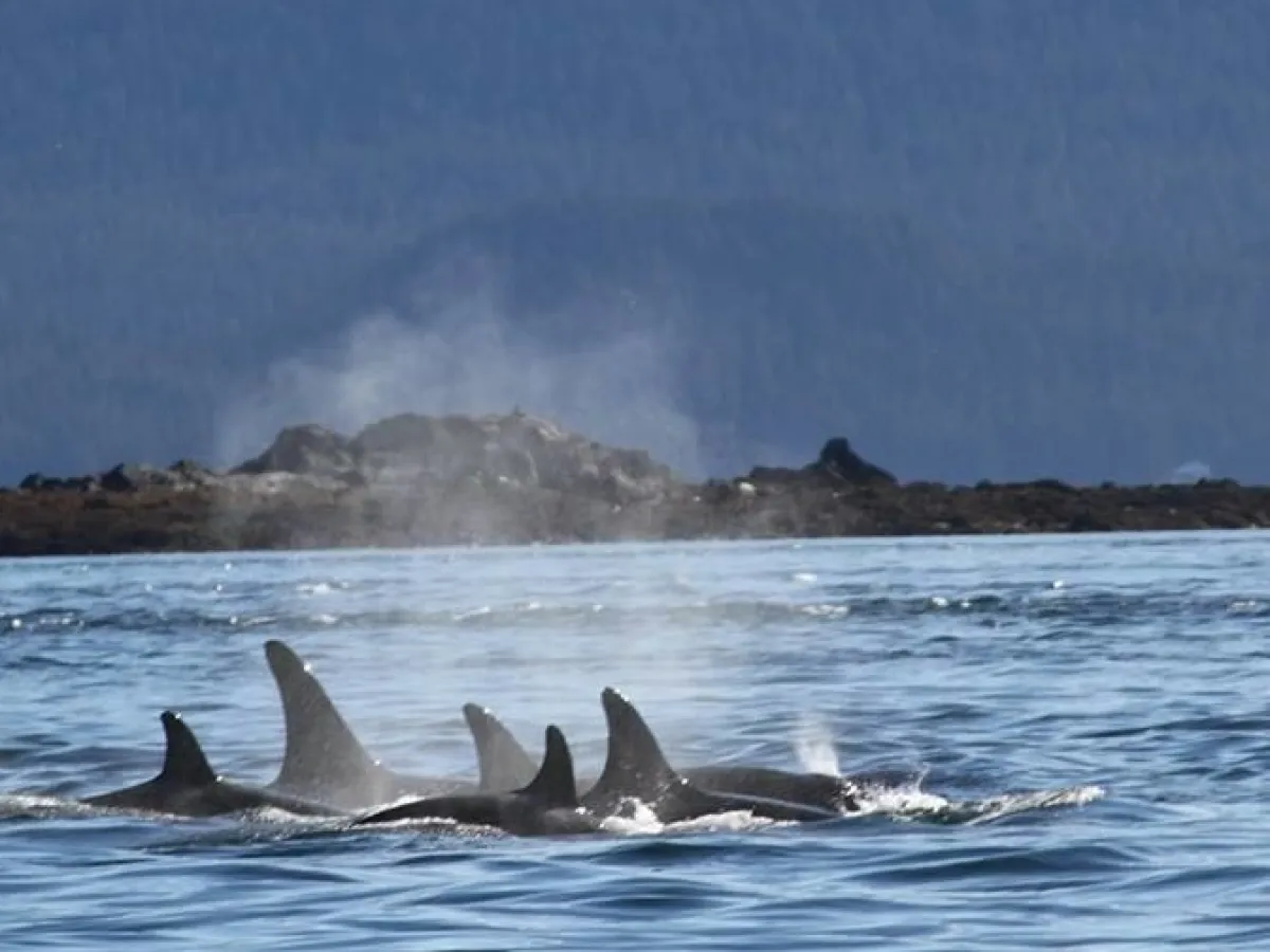Whale