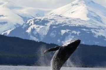 Whale