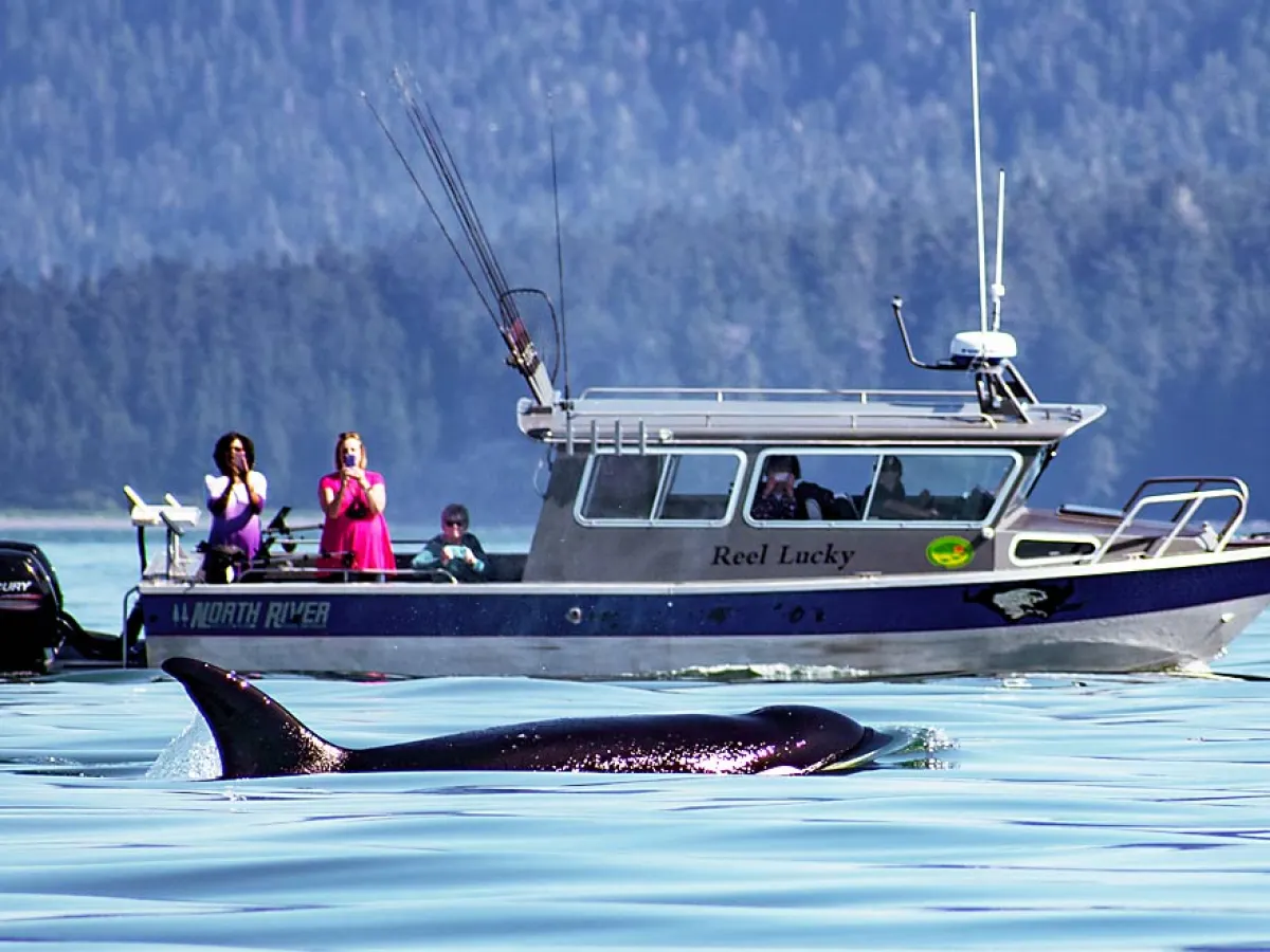 whale