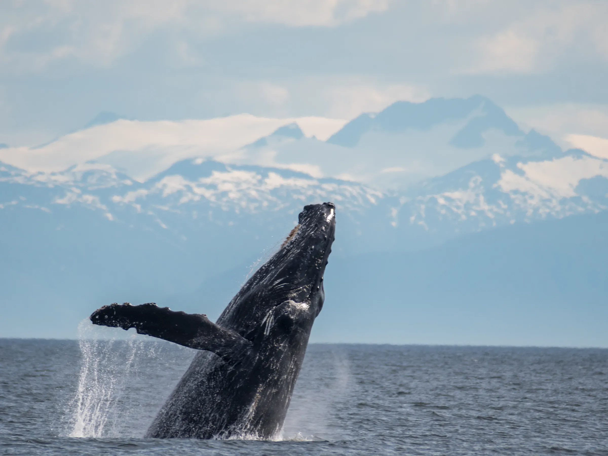 A humpback whale breaching the ocean surface with snowy mountains in the background.