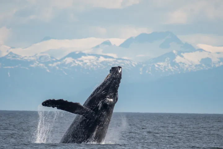 A humpback whale breaching the ocean surface with snowy mountains in the background.