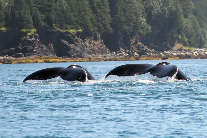 Two whale tails emerging from water near a rocky shoreline with trees.