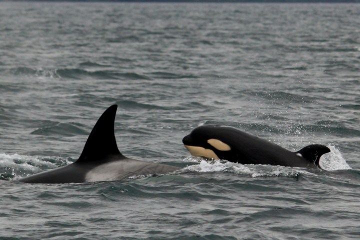 Two orcas swimming in the ocean, one with a prominent dorsal fin.