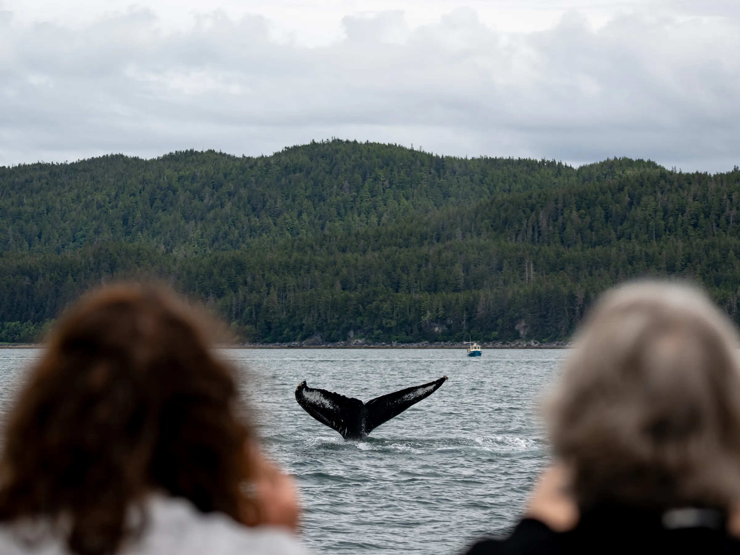 Two people watch a whale's tail emerge from the water near a forested coastline.