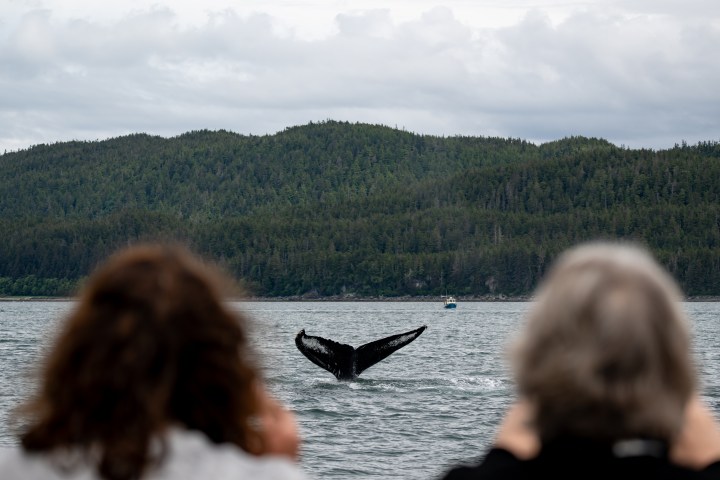 Two people watch a whale's tail emerge from the water near a forested coastline.