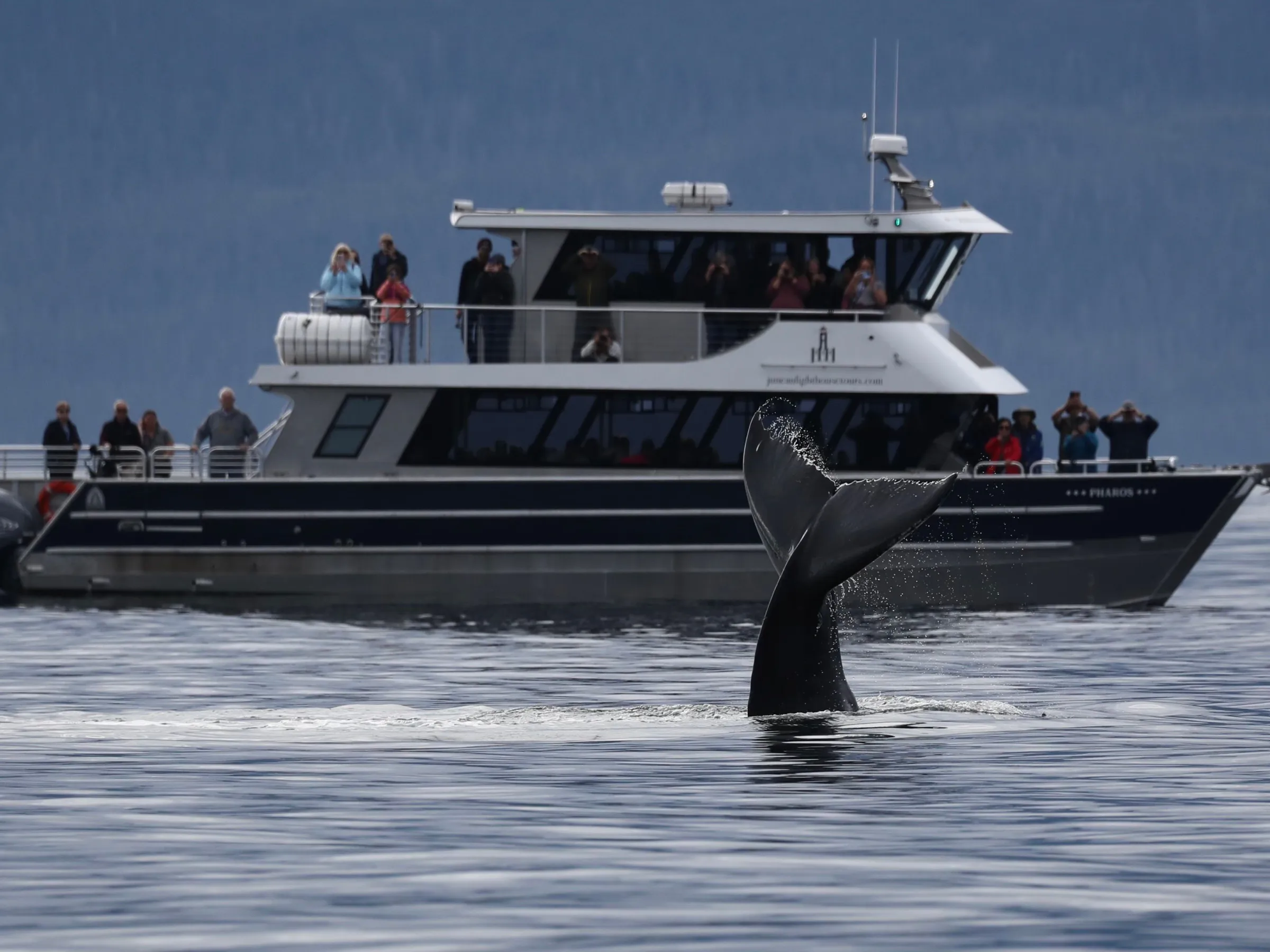 Whale tail emerges from ocean in front of a boat with people on deck.