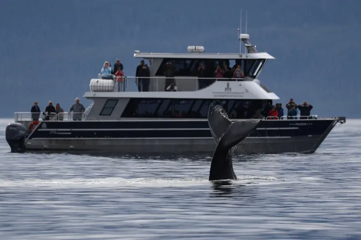 Whale tail emerges from ocean in front of a boat with people on deck.