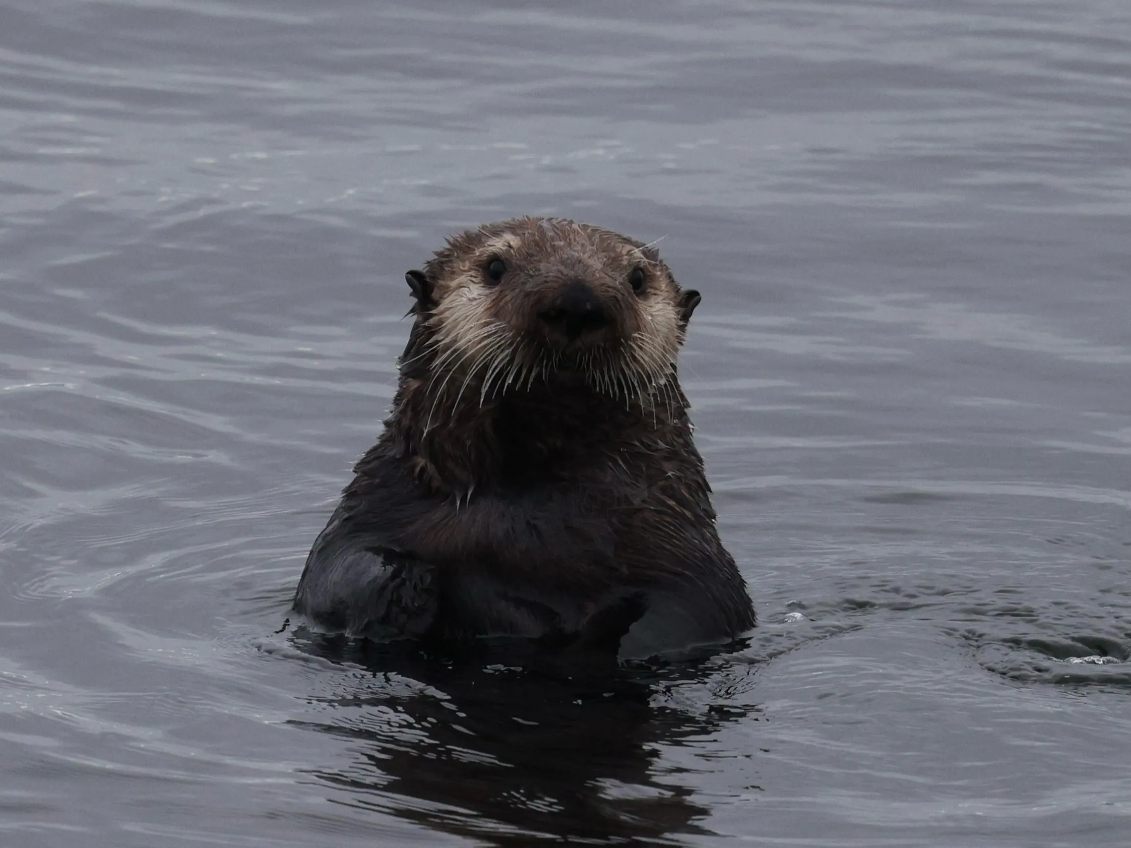 Otter swimming upright in dark water, looking towards the camera.