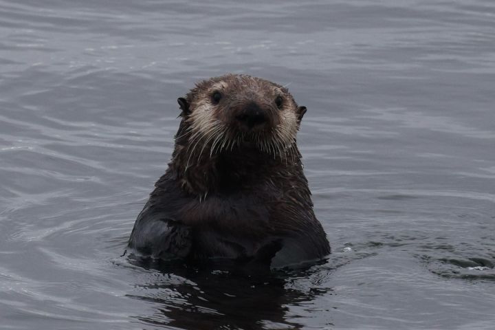 Otter swimming upright in dark water, looking towards the camera.