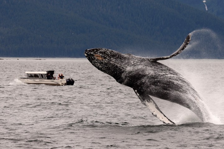Humpback whale breaching near a small boat on the ocean.