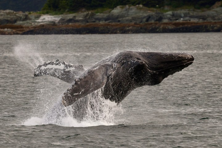 Humpback whale breaching water in a natural setting.