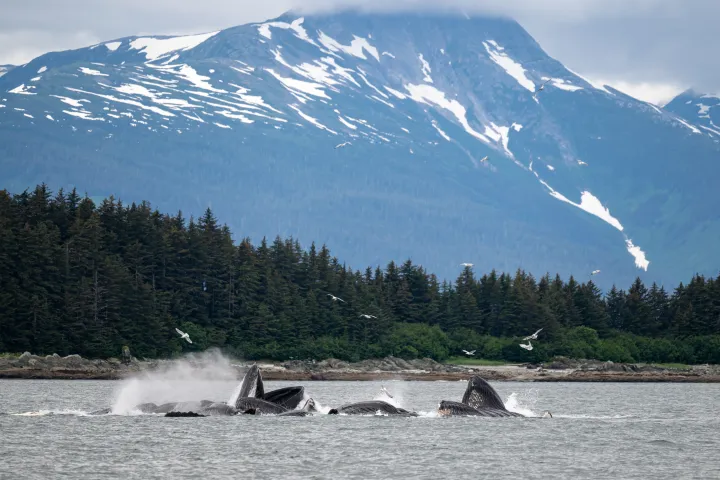 Whales surface in water with snow-capped mountains and forest in the background.