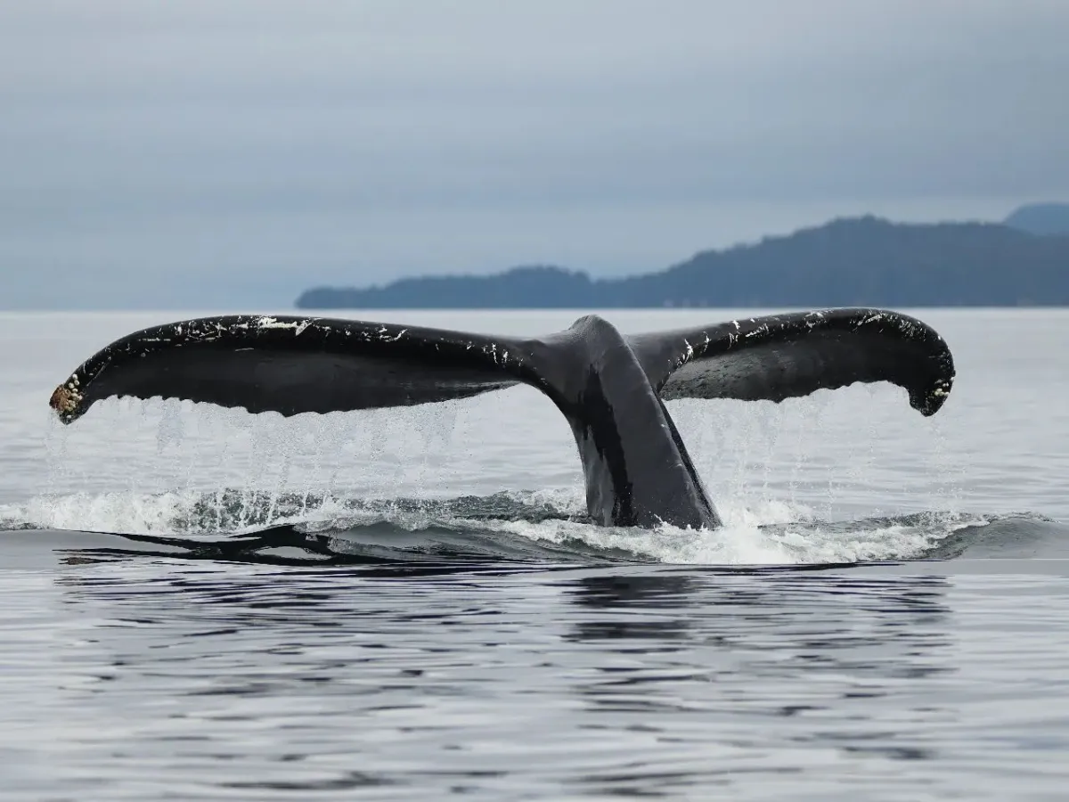 Humpback whale tail emerging from water against a distant land backdrop.