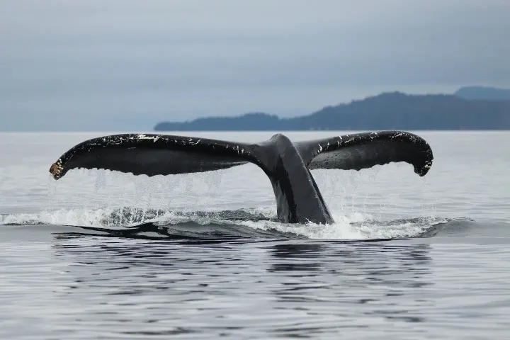 Humpback whale tail emerging from water against a distant land backdrop.