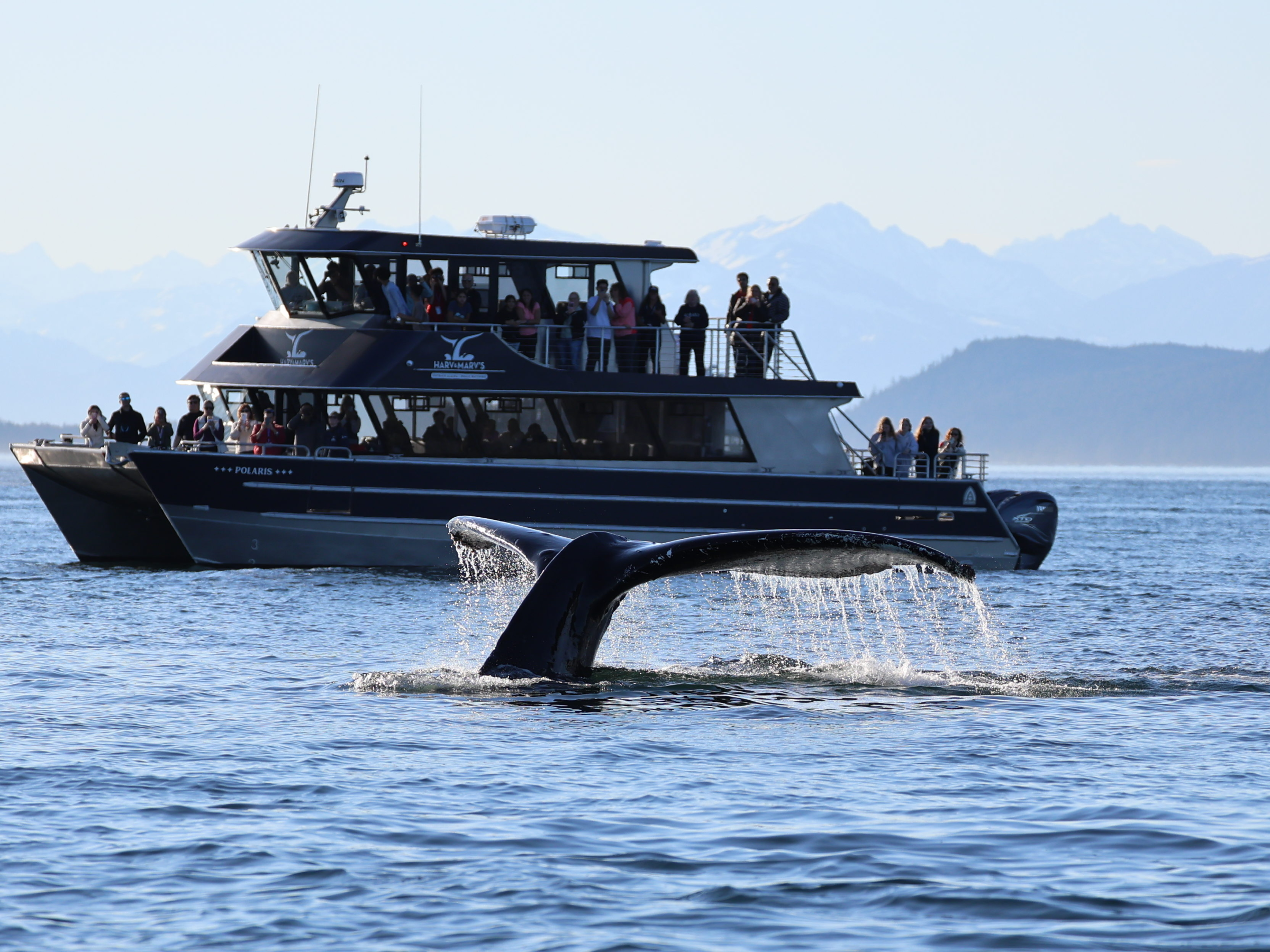 A boat with people observing a whale tail above water.