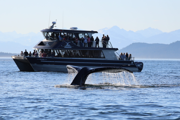 A boat with people observing a whale tail above water.