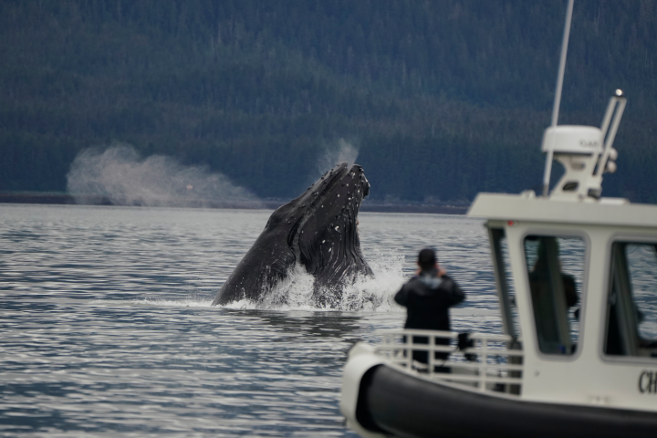 Whale breaching near boat with person photographing, in a calm water body.