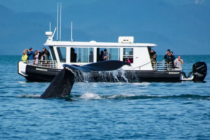 Whale tail emerging from water near a boat with people watching.