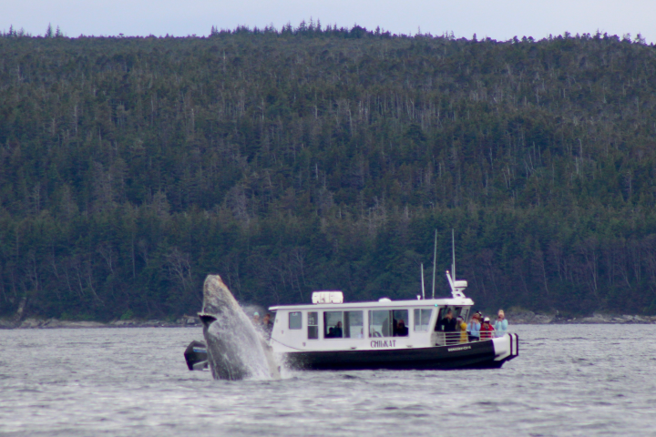 Whale breaching near a tour boat on the water, forested shoreline in background.