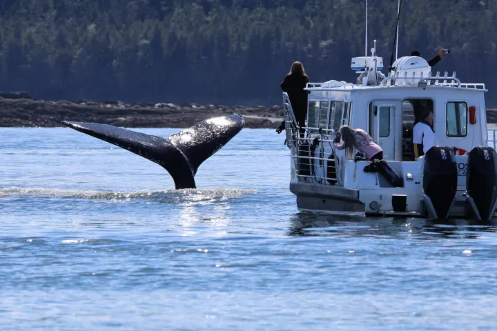 Whale tail fluke near a boat with people watching and taking photos.