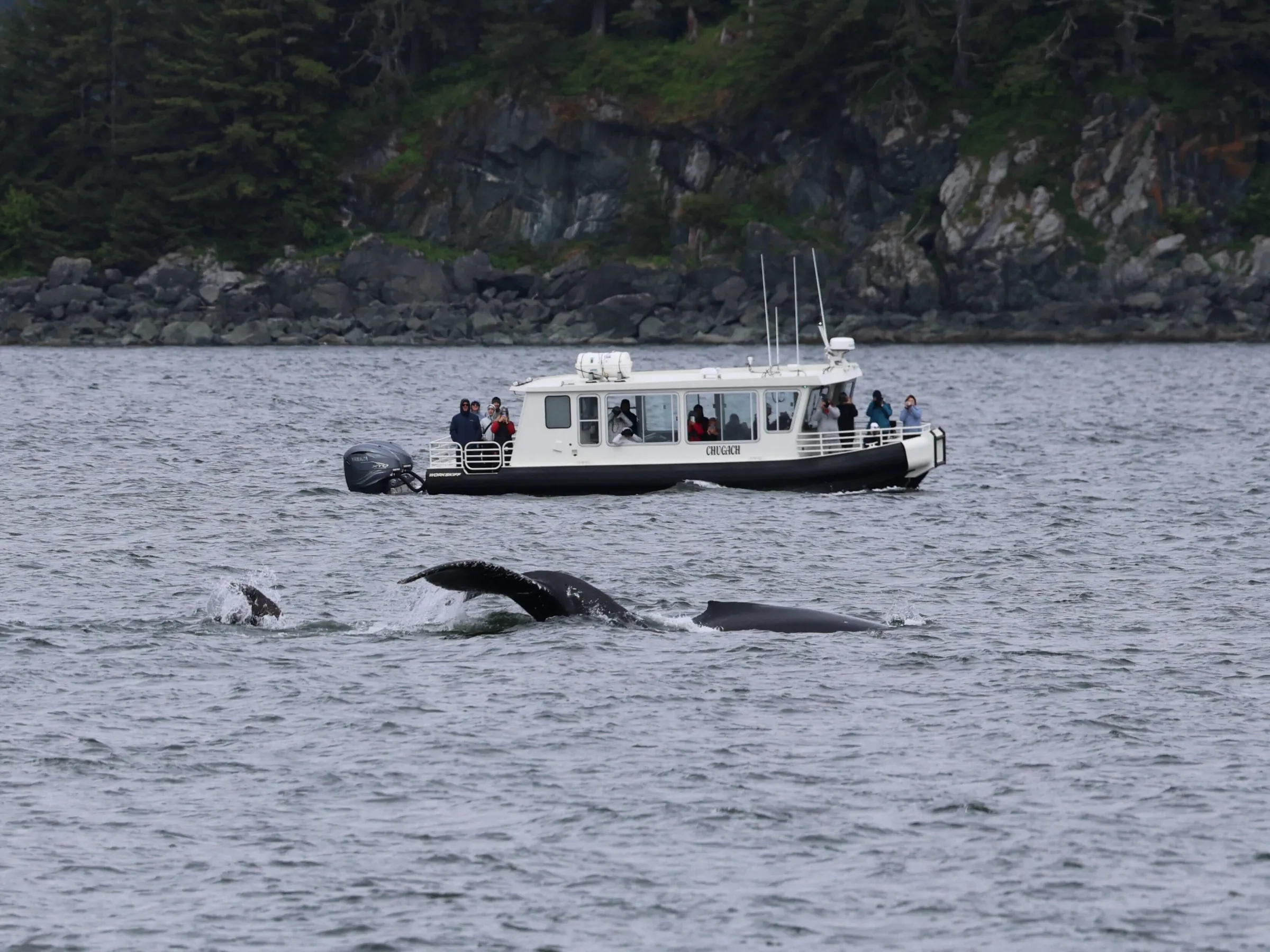 Boat with people watches whales surfacing in a rocky, forested coastal area.