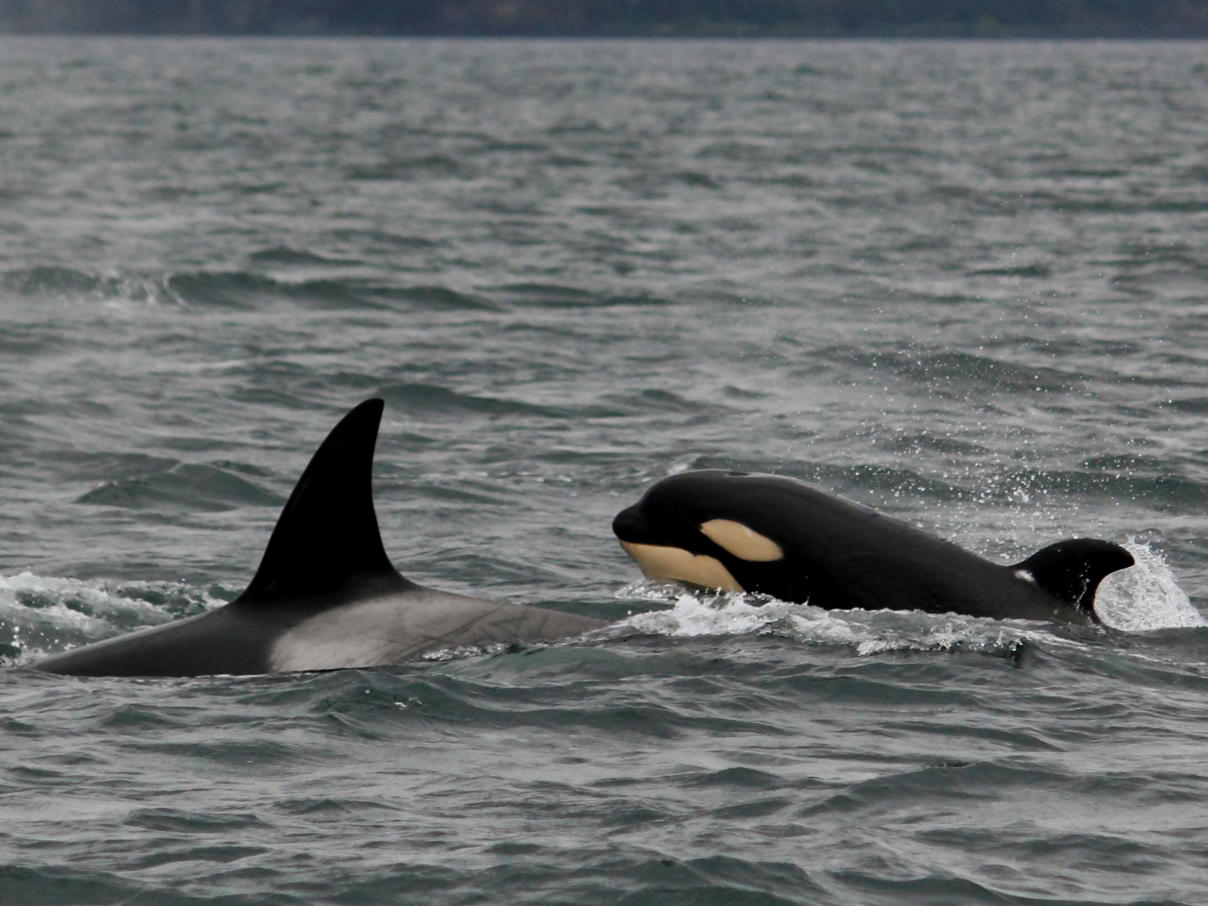 Two orcas swimming in the ocean, dorsal fins visible above water.
