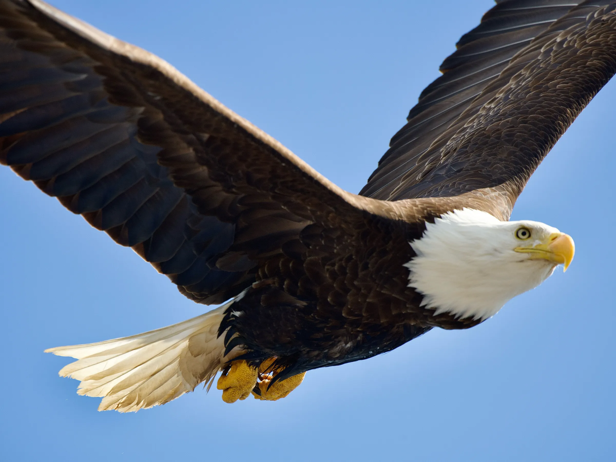 Bald eagle soaring with outstretched wings against a clear blue sky.