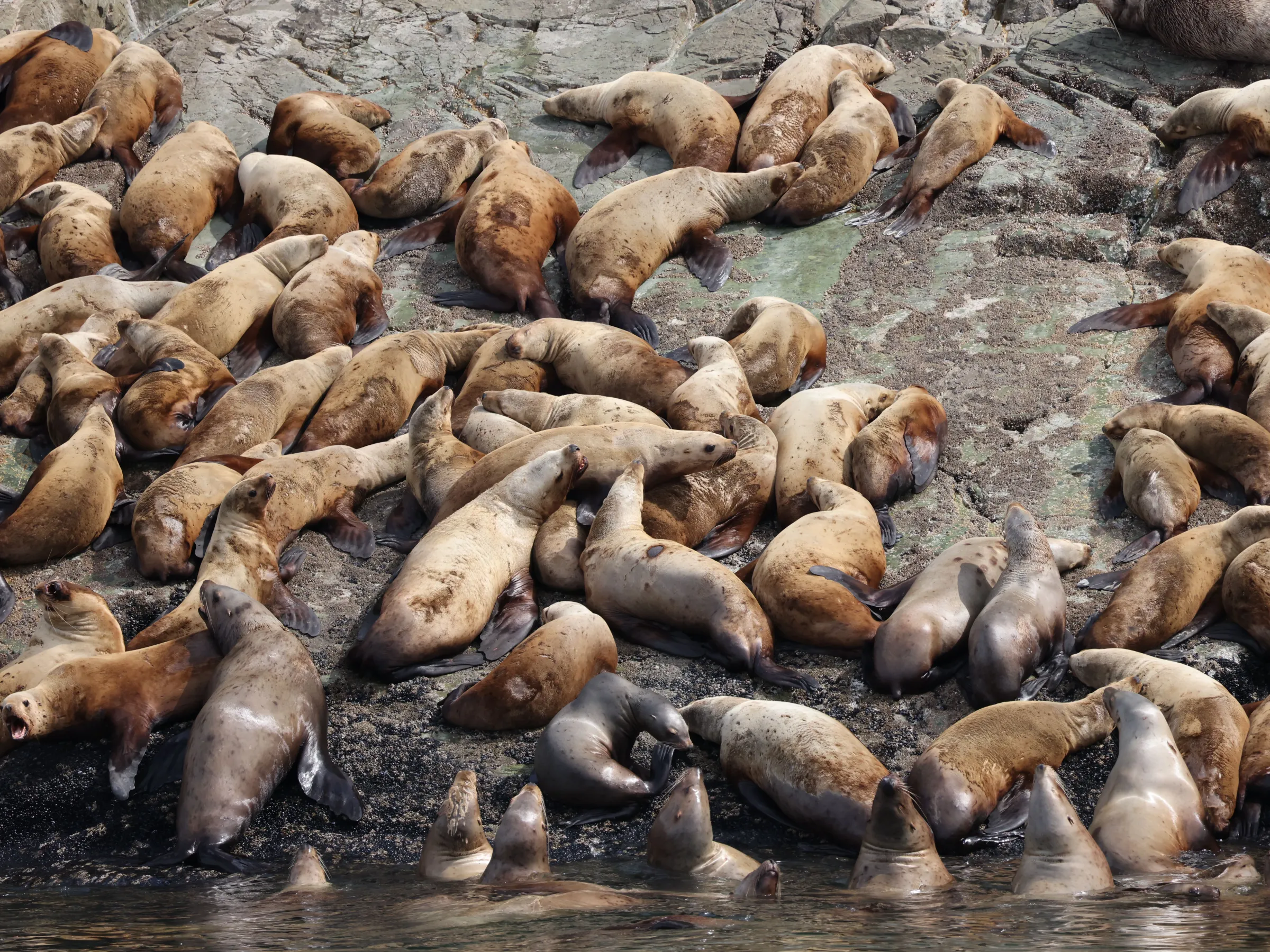 Group of sea lions resting on rocky shoreline.