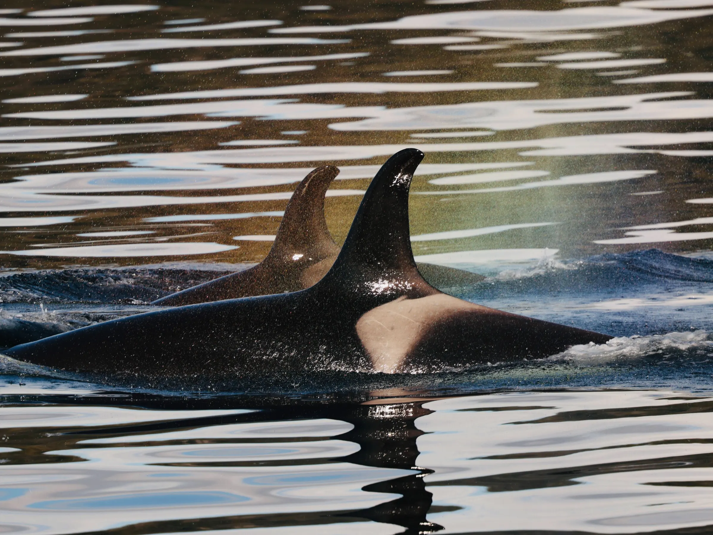 Two orcas swimming with dorsal fins above water on a calm sea.