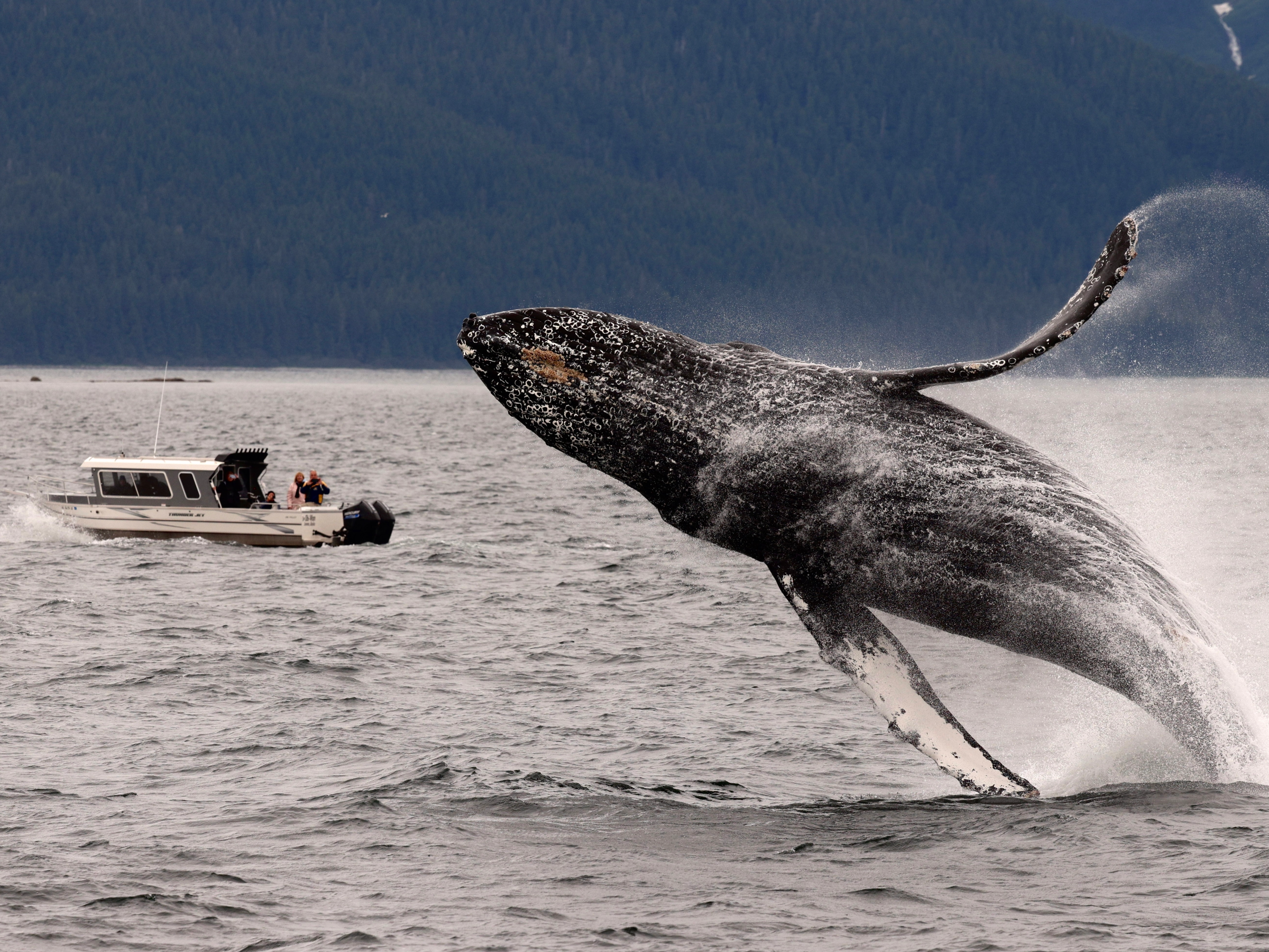 Humpback whale breaching near a small boat in open water.