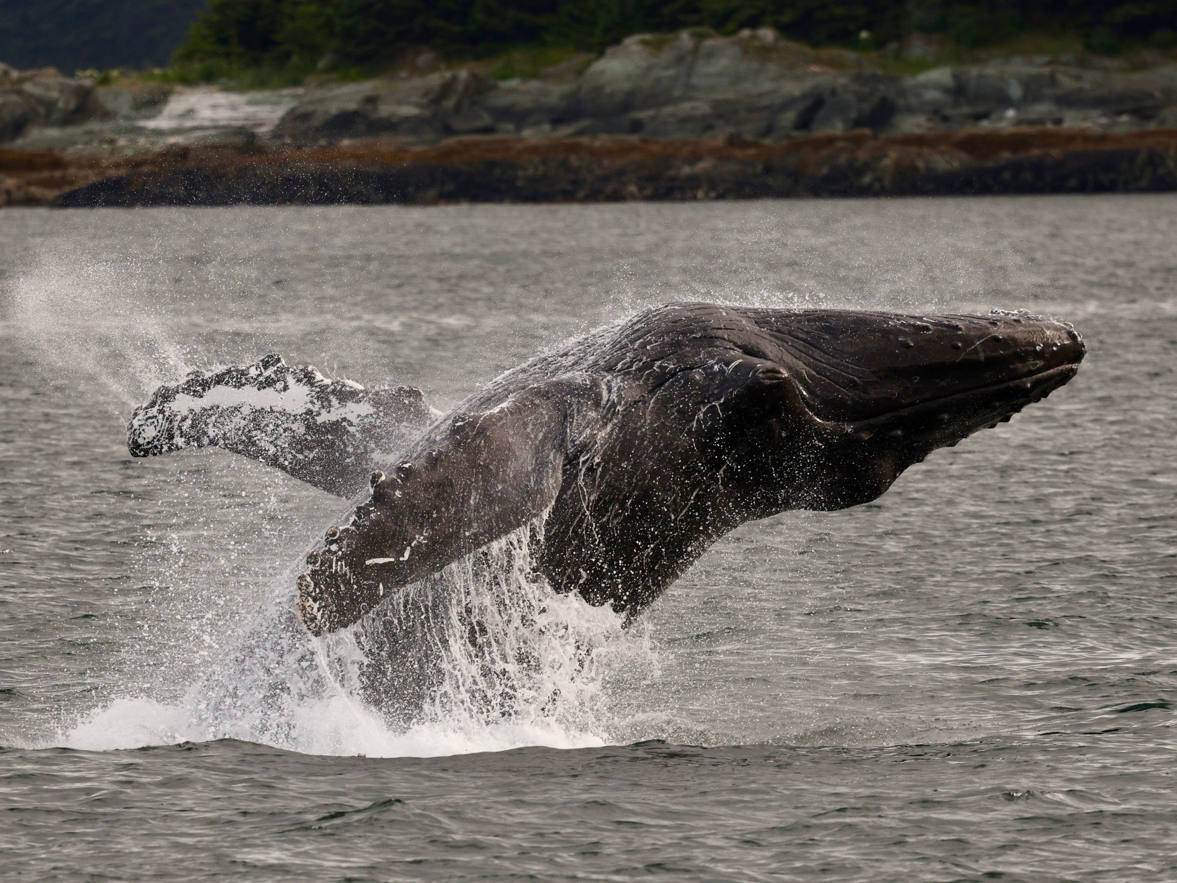 A humpback whale breaching the ocean surface near a rocky shoreline.