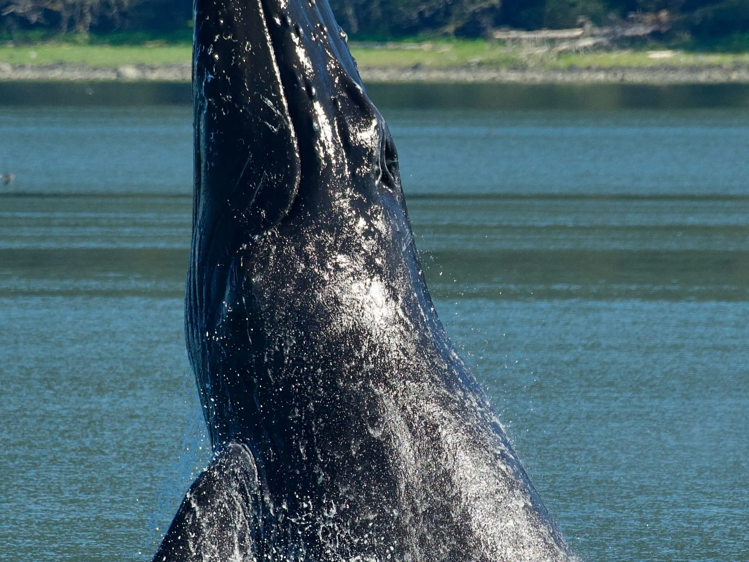 Whale breaching water with forested background.
